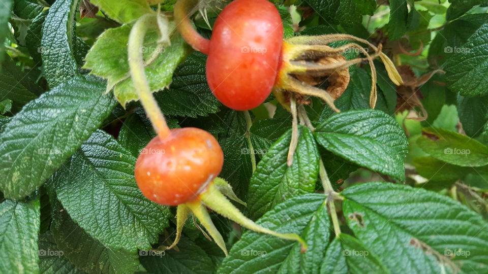 rose hips