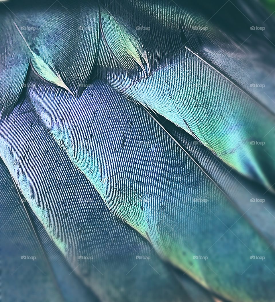 Duck Feathers- greens, blues, and beauty.