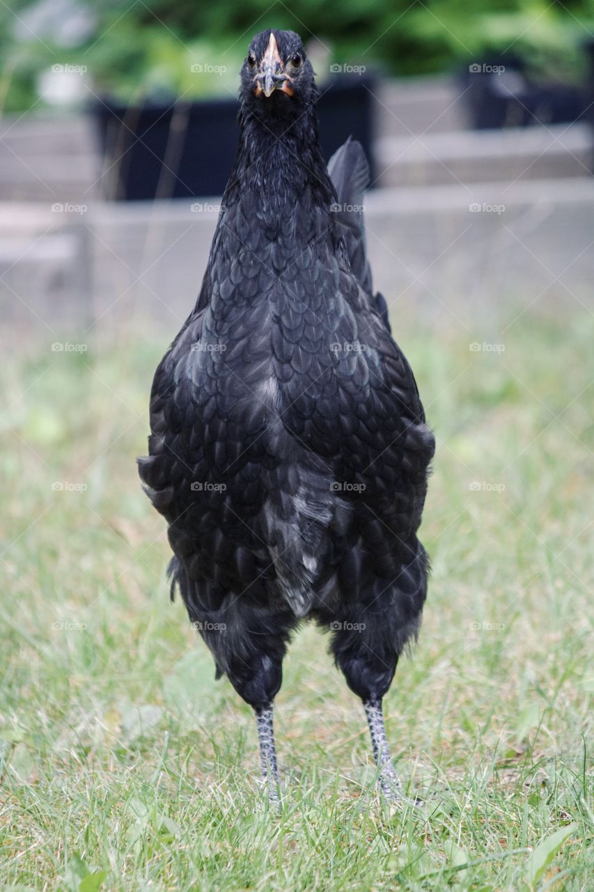 Black chicken in the yard 