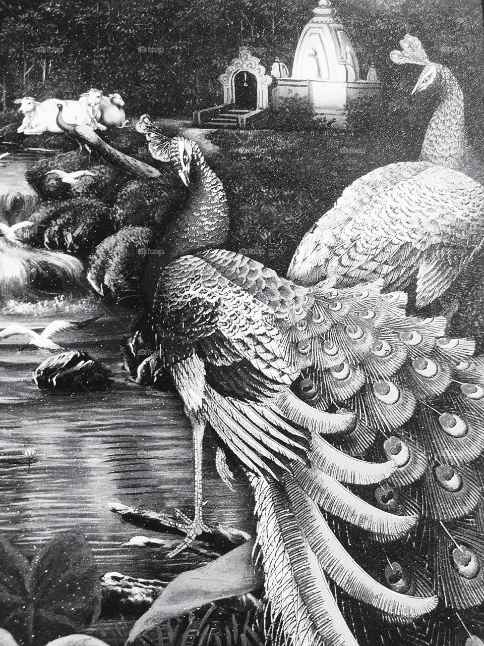 Peacock 🦚 The National Bird of India