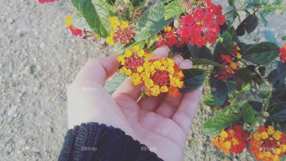 Beautiful Flowers!