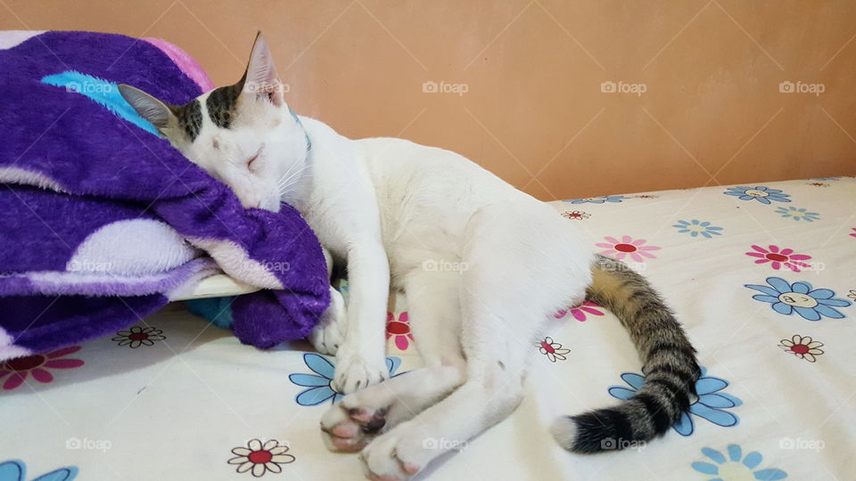 sleeping on his favorite purple blanket