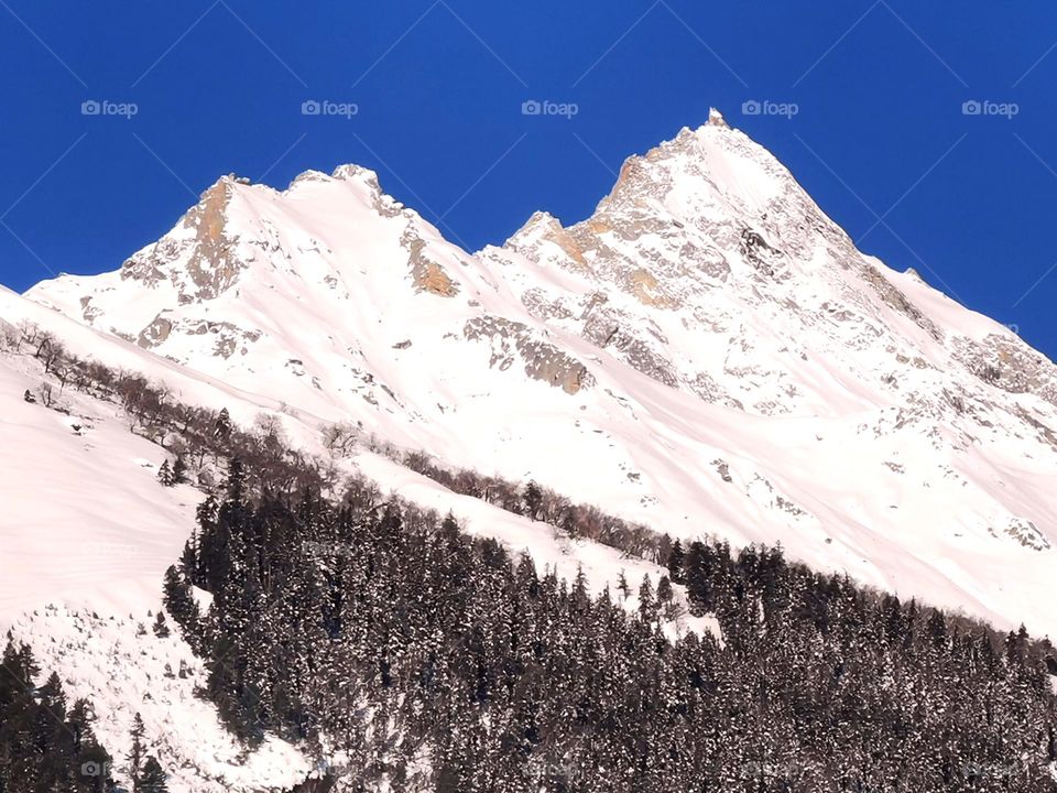 deodar trees hugging mountain