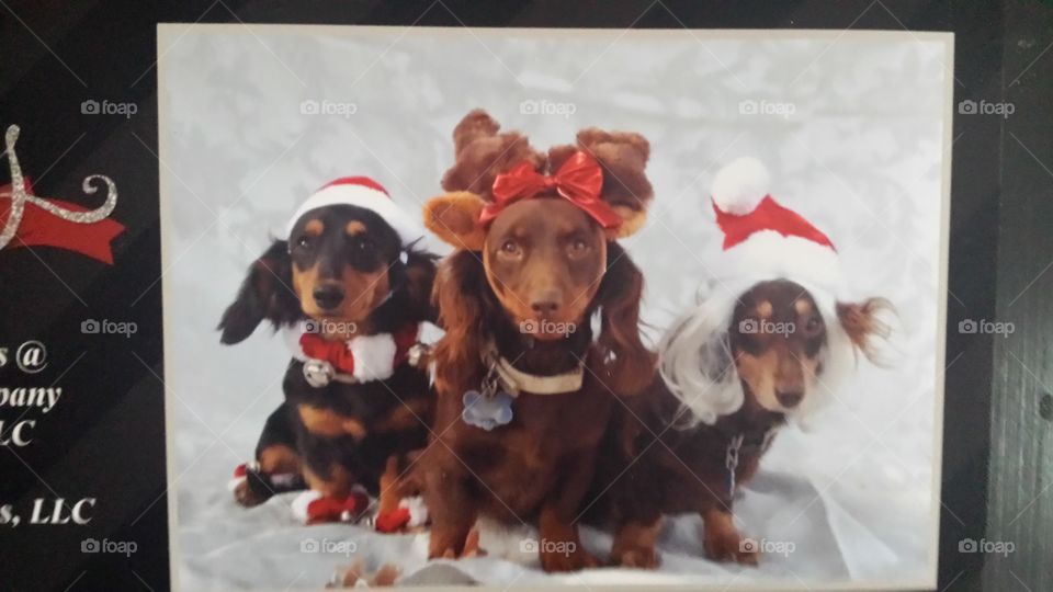Christmas Spy Dogs. Our 3 Dachshunds serve as Spy Dogs for my Stiletto Spy& Company Investigations business