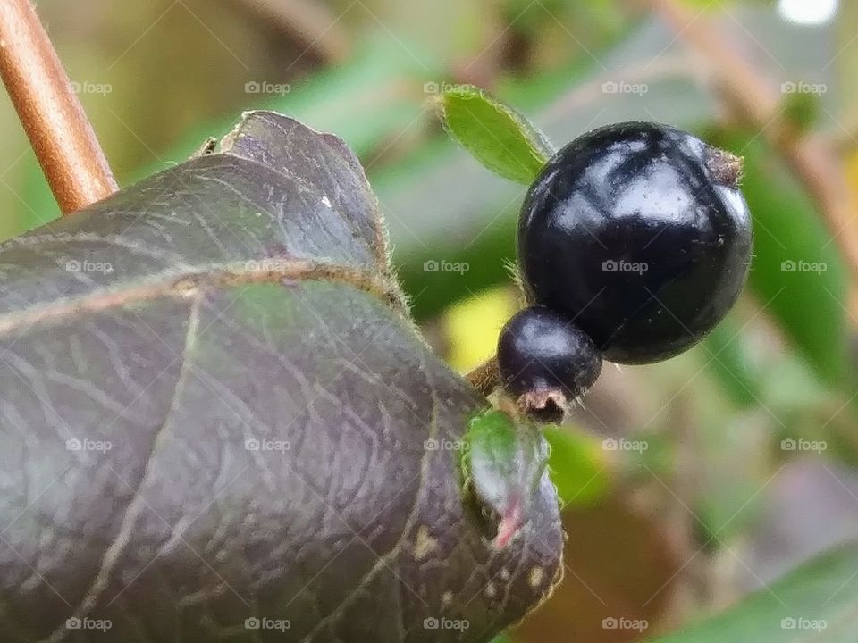 honeysuckle berry