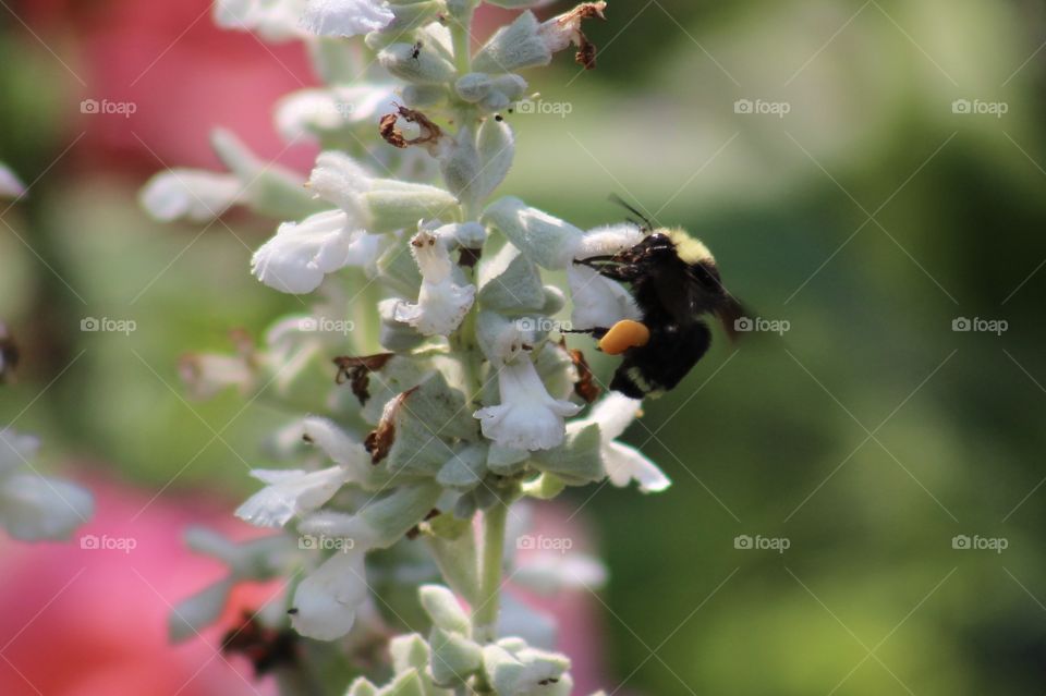 Bee with a white flower