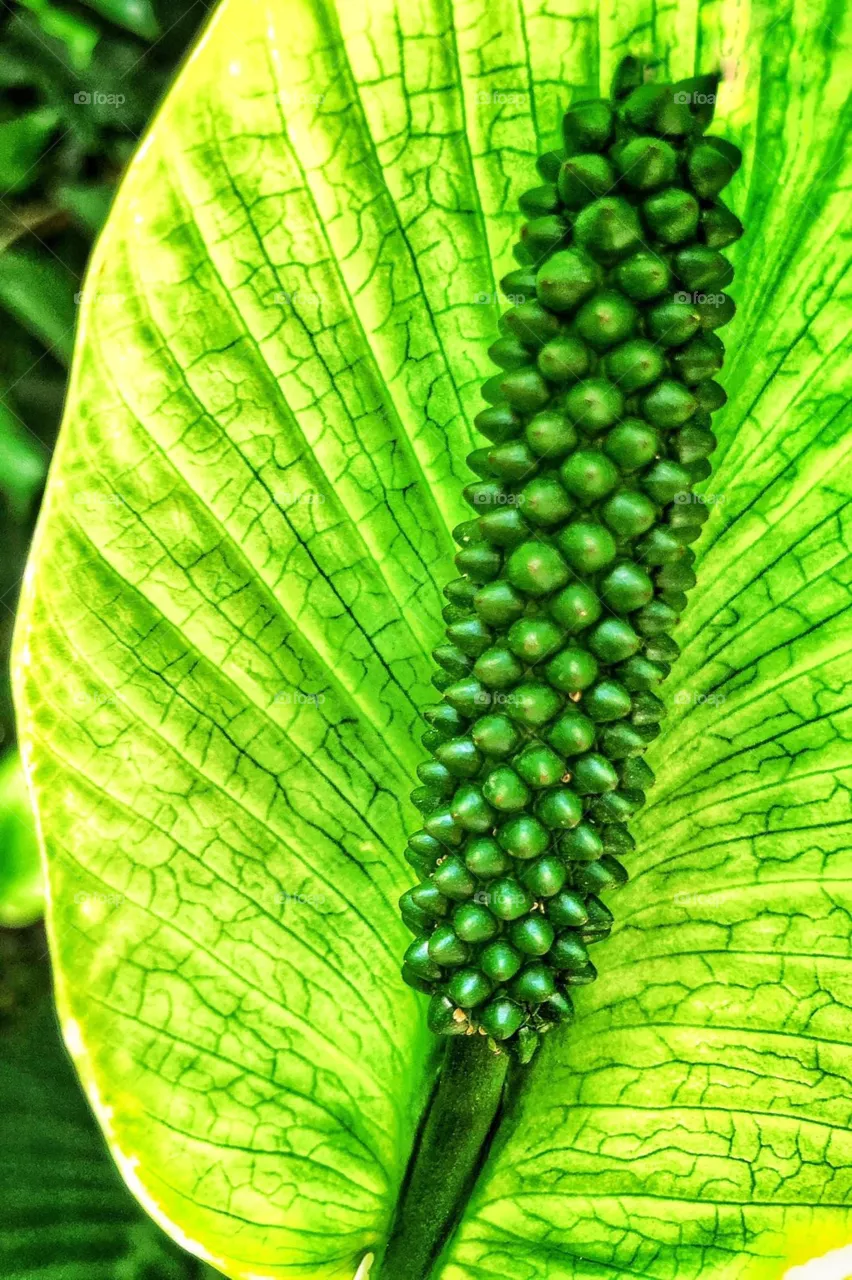 Botanic