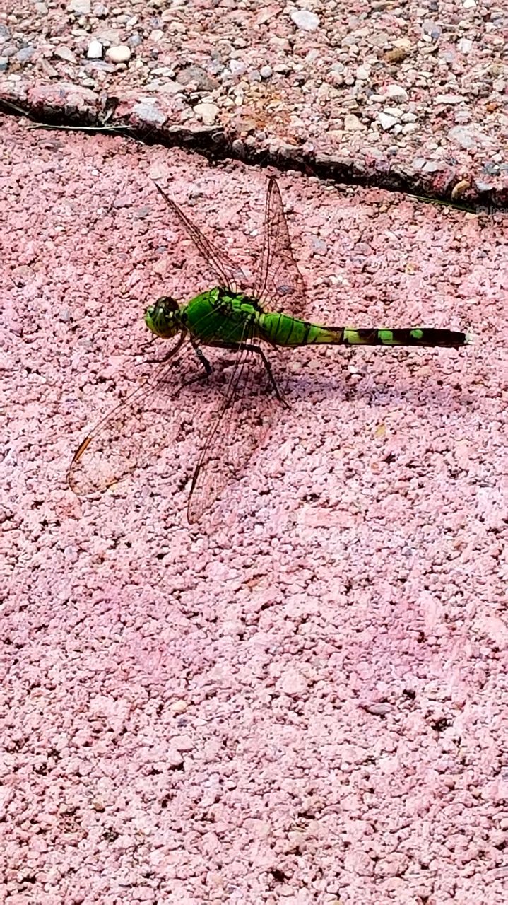 Neon Green Dragonfly