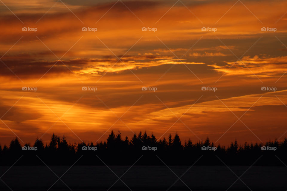 Silhouette of trees during sunset