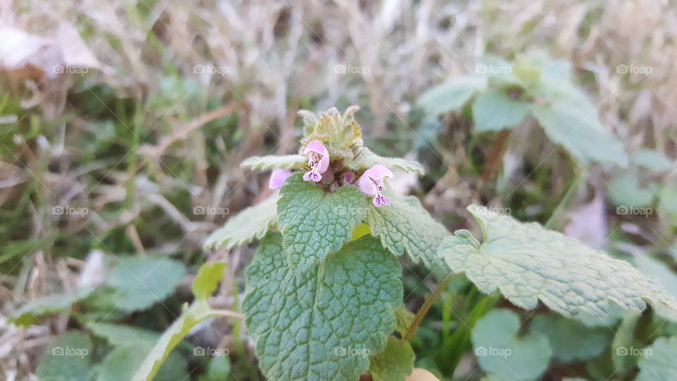 Wild flowers