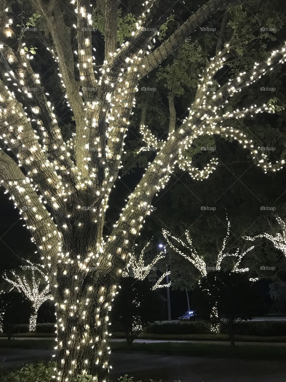 Tree lights 