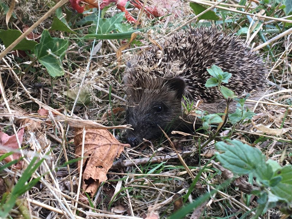 Young hedgehog showing his head
