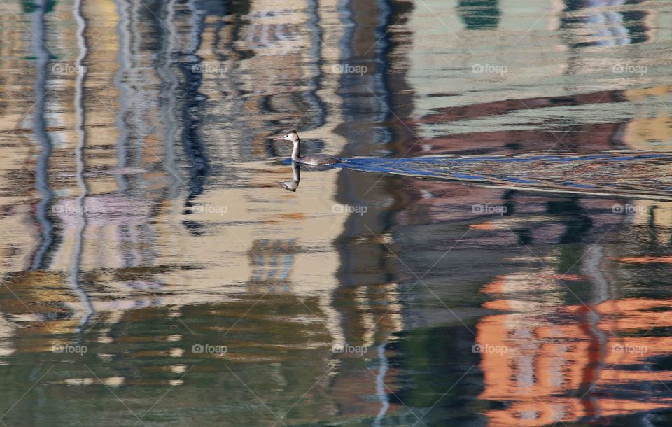 Svasso maggiore in specchio acqueo del canale di calma a Genova 