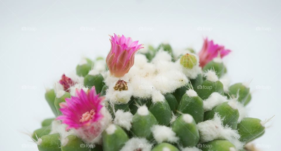 cactus flowers