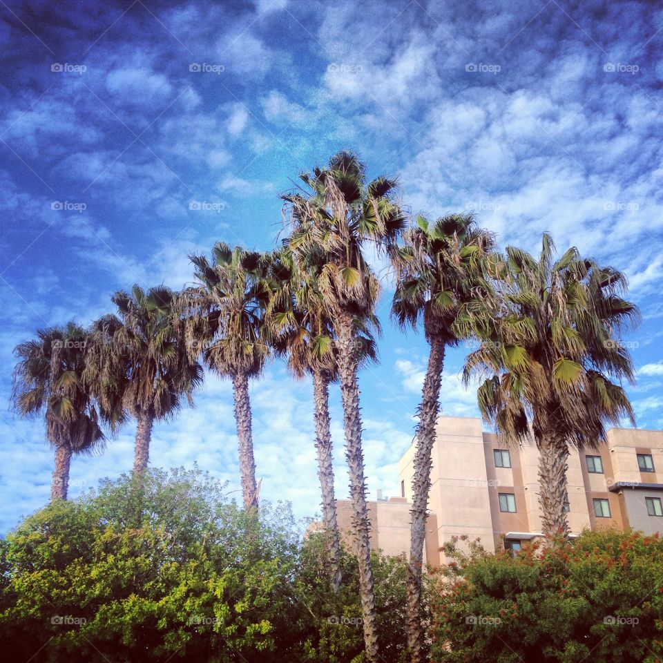 Palm Row. Palm trees