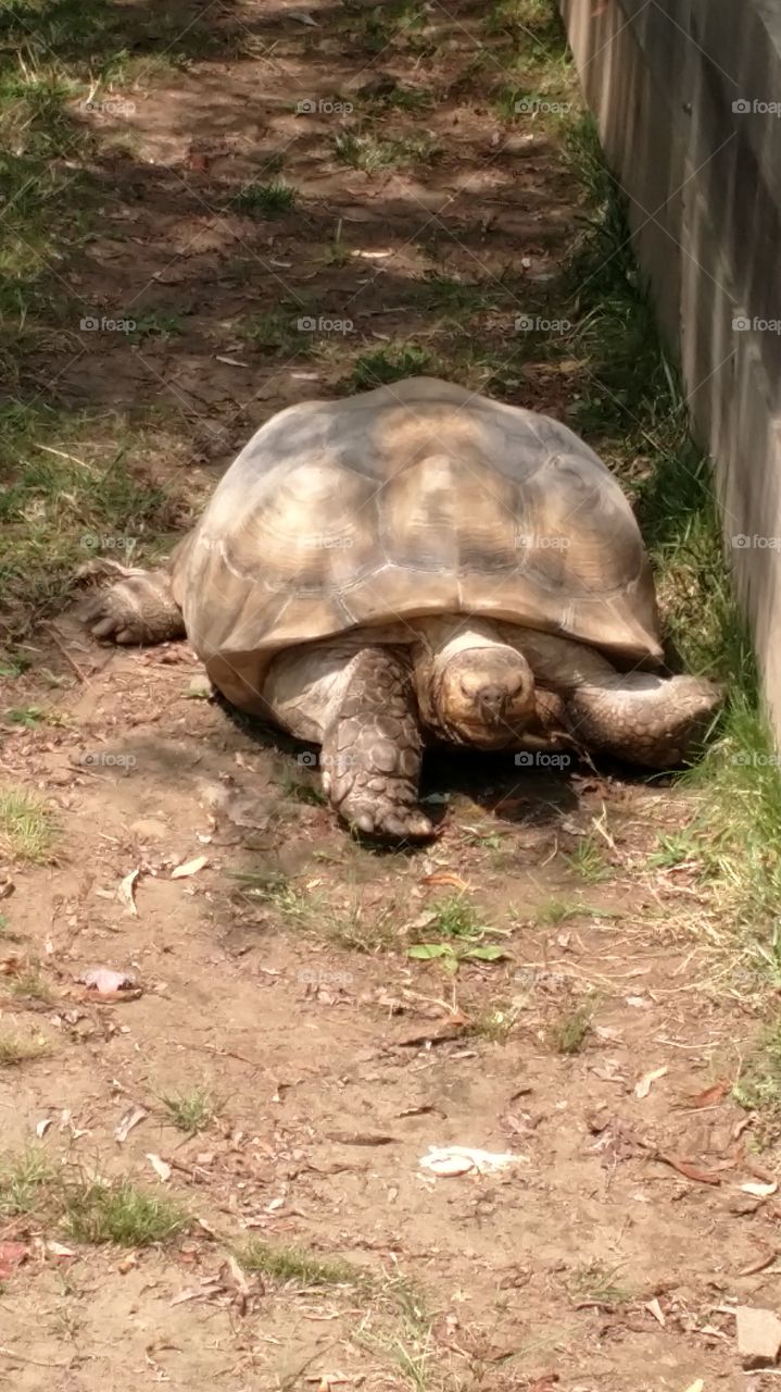a tortoise at York Wild Kingdom in Maine