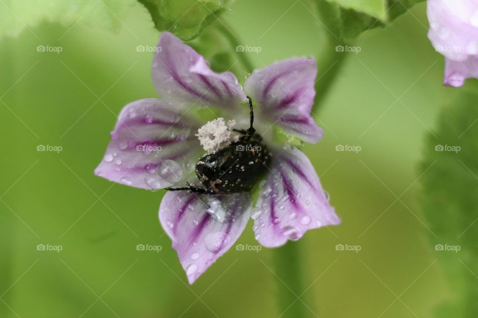 Black beetle inside purple flower 