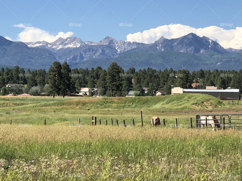 Horses with Colorado mountain backdrop
