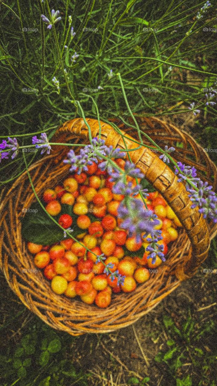 Garden, summer, cherry, berries in a basket