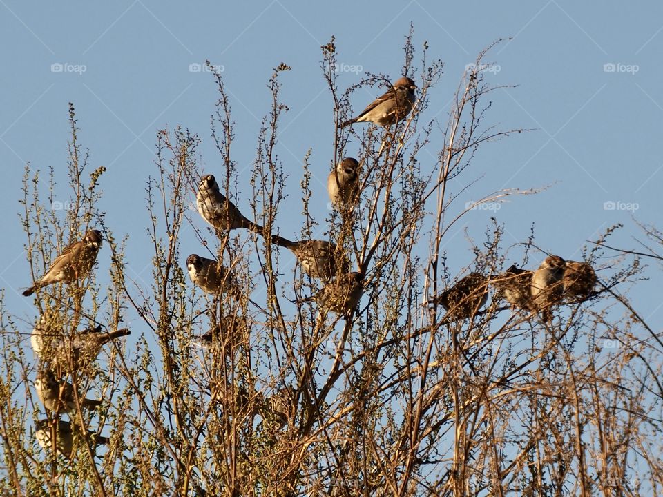 Sparrows on the grass
