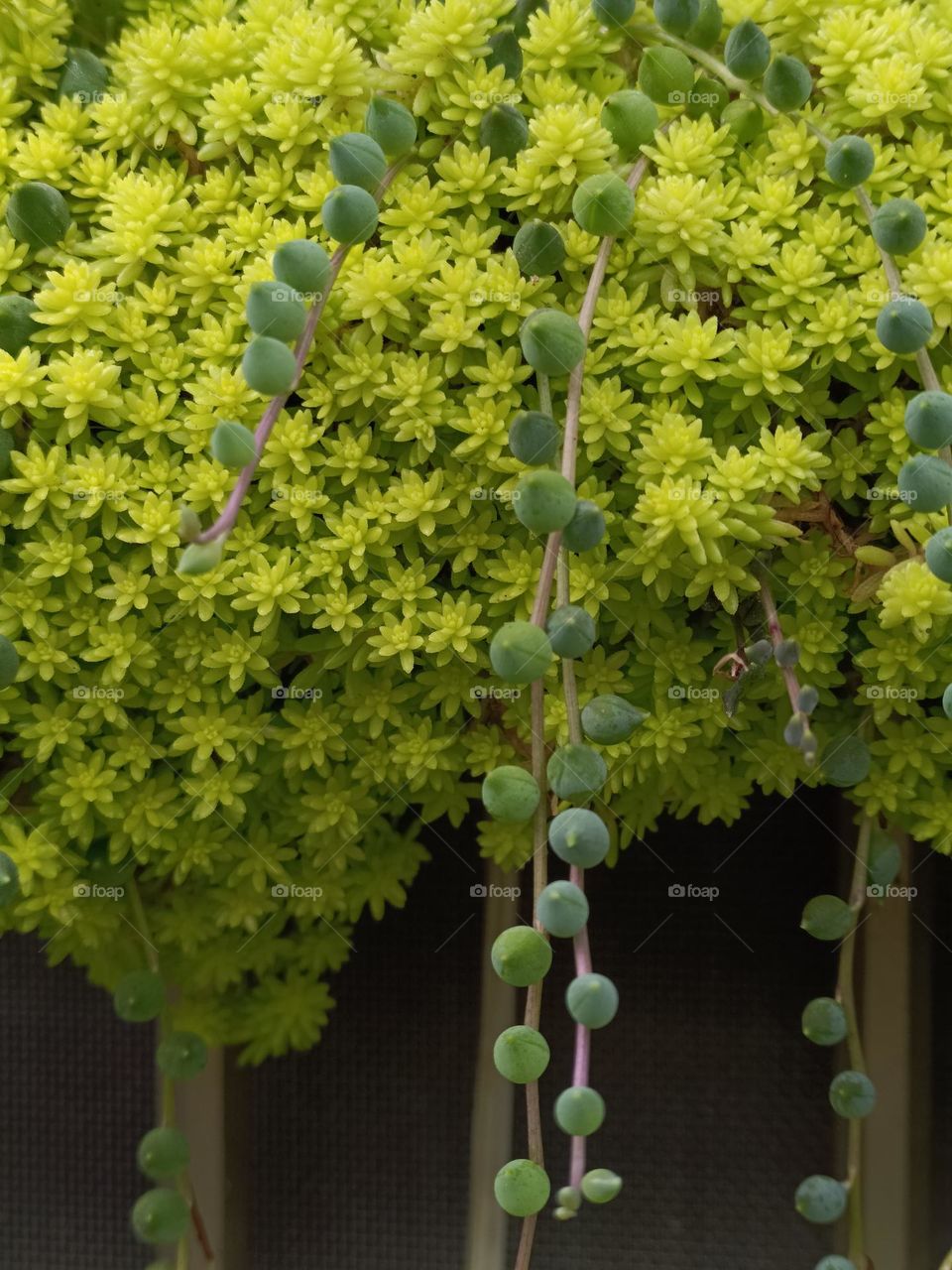 Petrosedum pruinatum & Curio rowleyanus