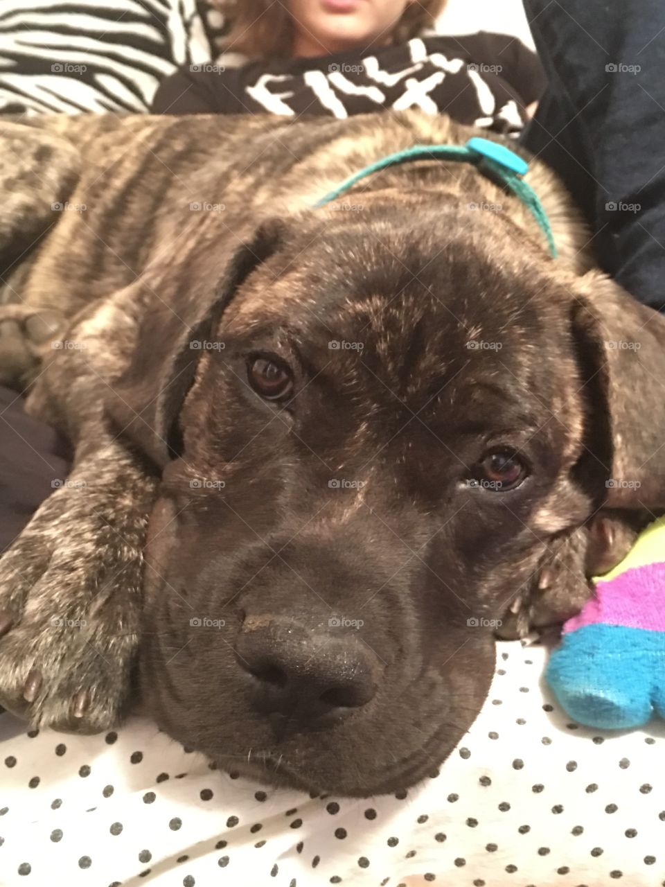 Our mastiff puppy relaxing 