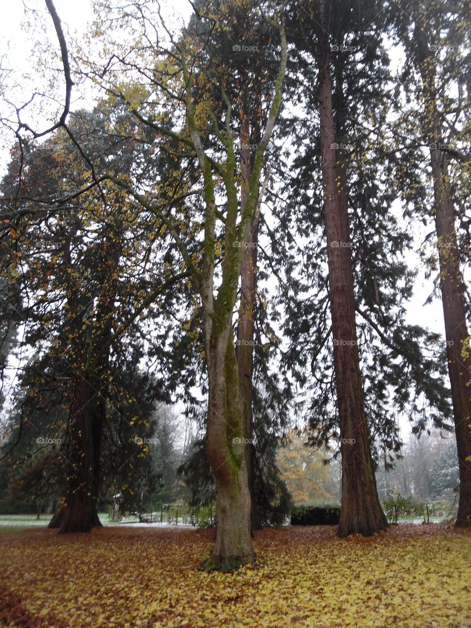 Parc de Mariemont , la Louvière