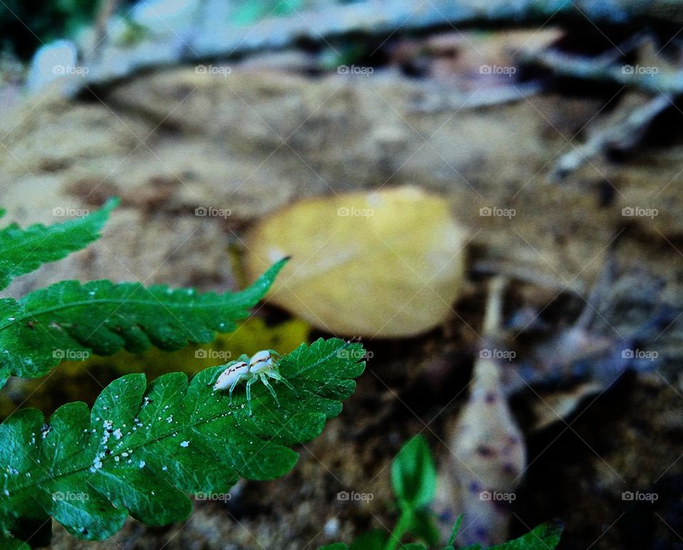 this is a image of a spider on a firn leaf.that is a closer capture of the scene.
