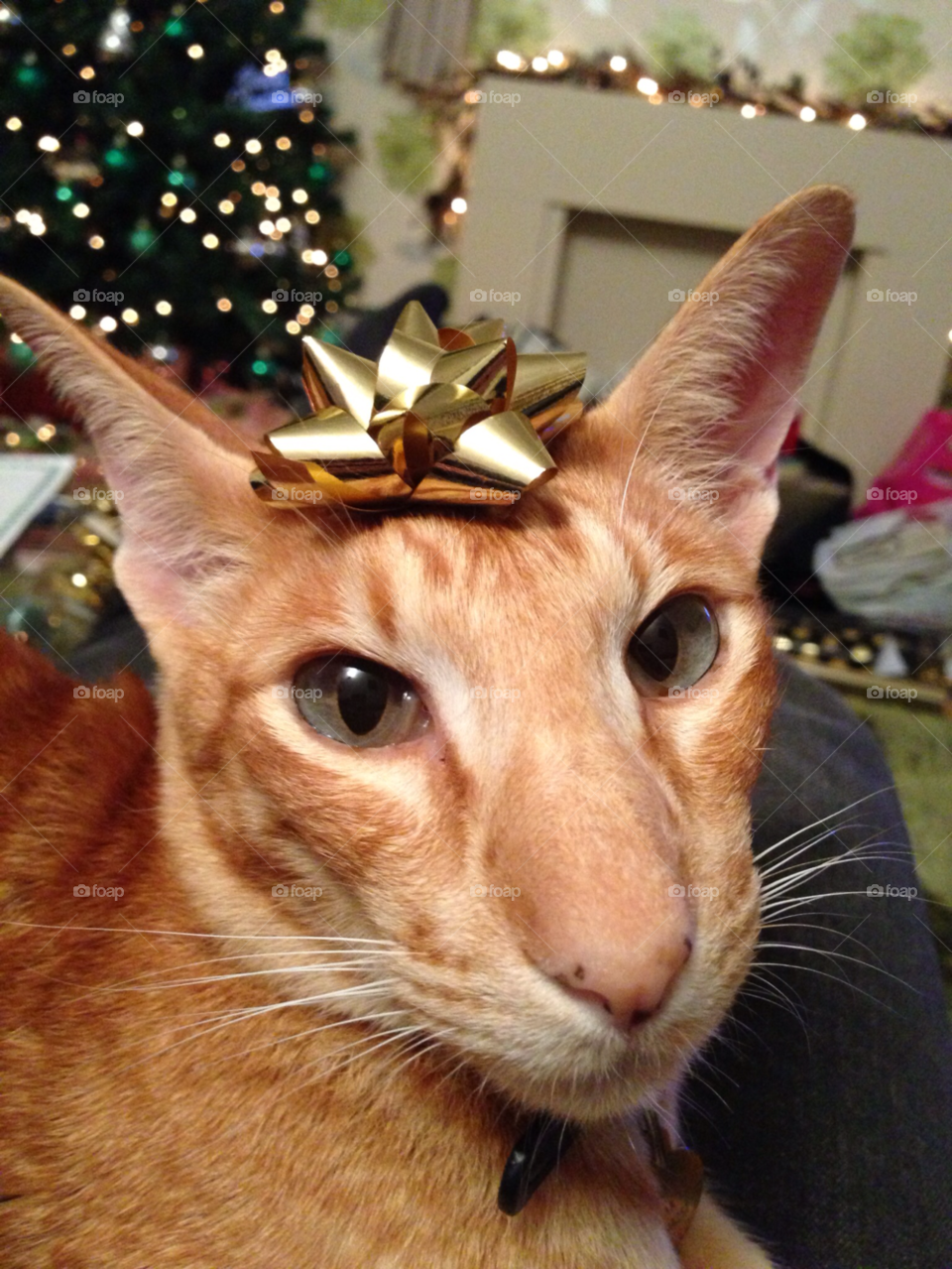 tree christmas cat gold by spittingllama
