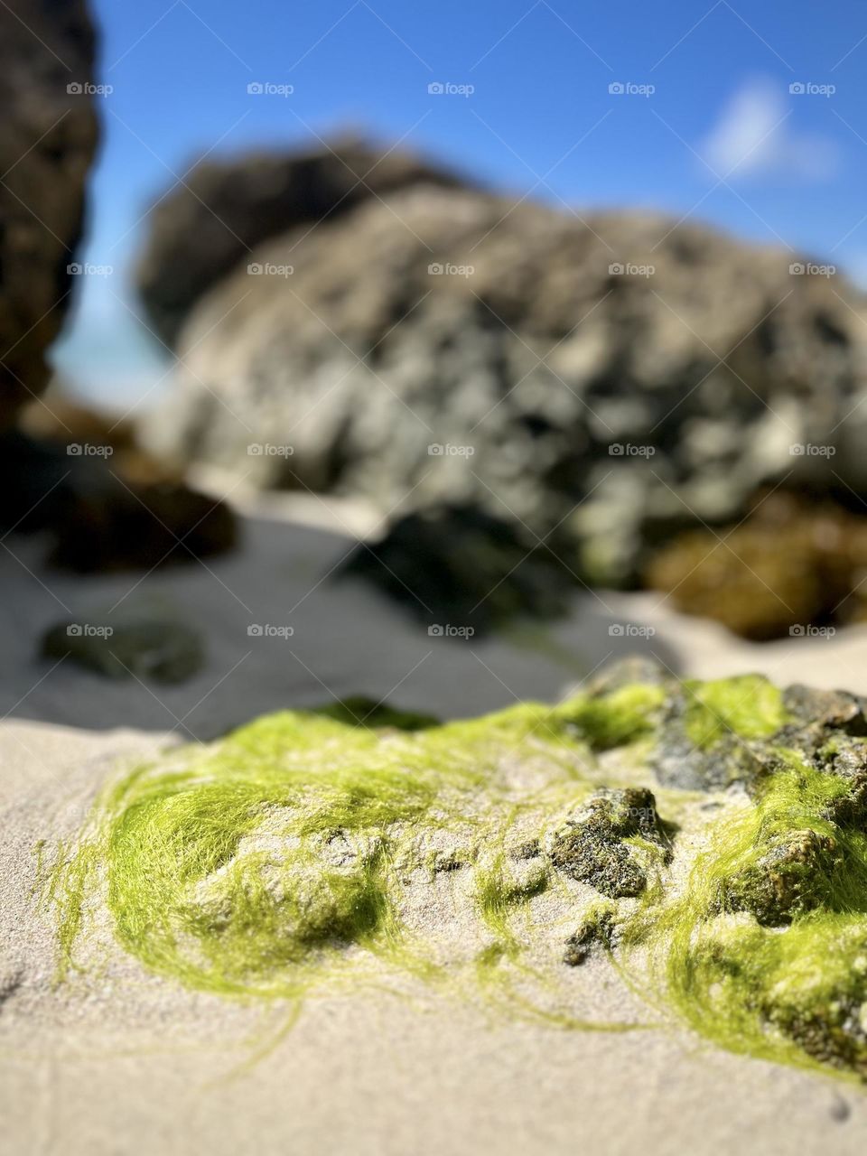 Rocks and green algae 