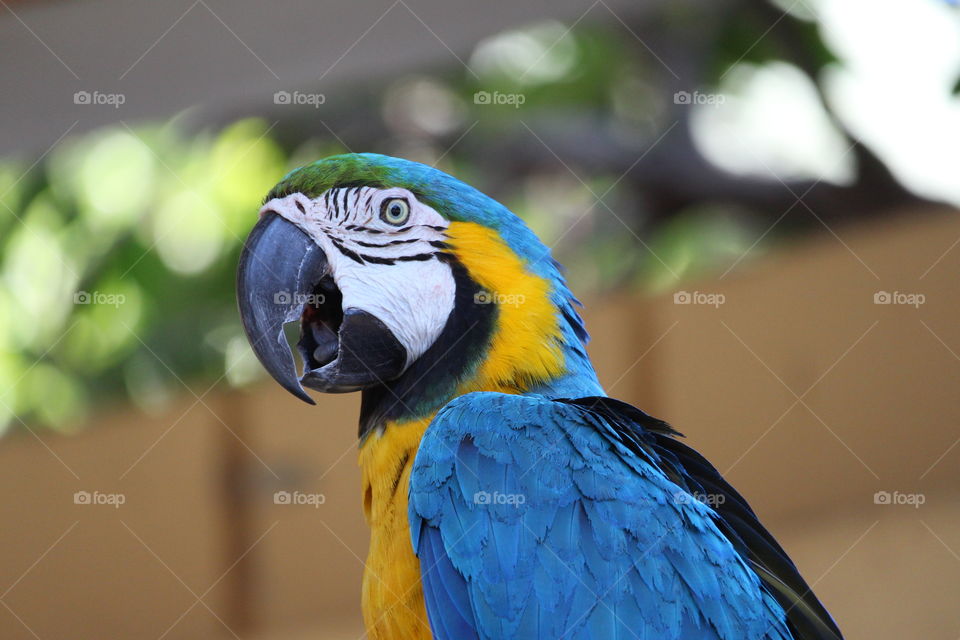 Blue and Yellow Macaw at Baluarte Vigan Philippines 