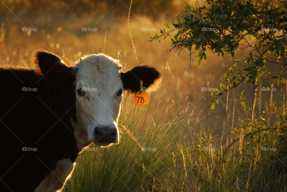 Cow