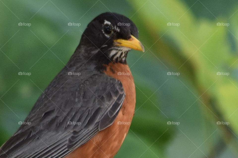 American Robin. American Robin