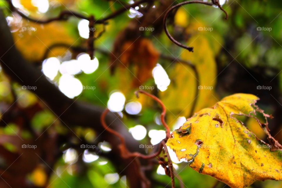 Winding vines