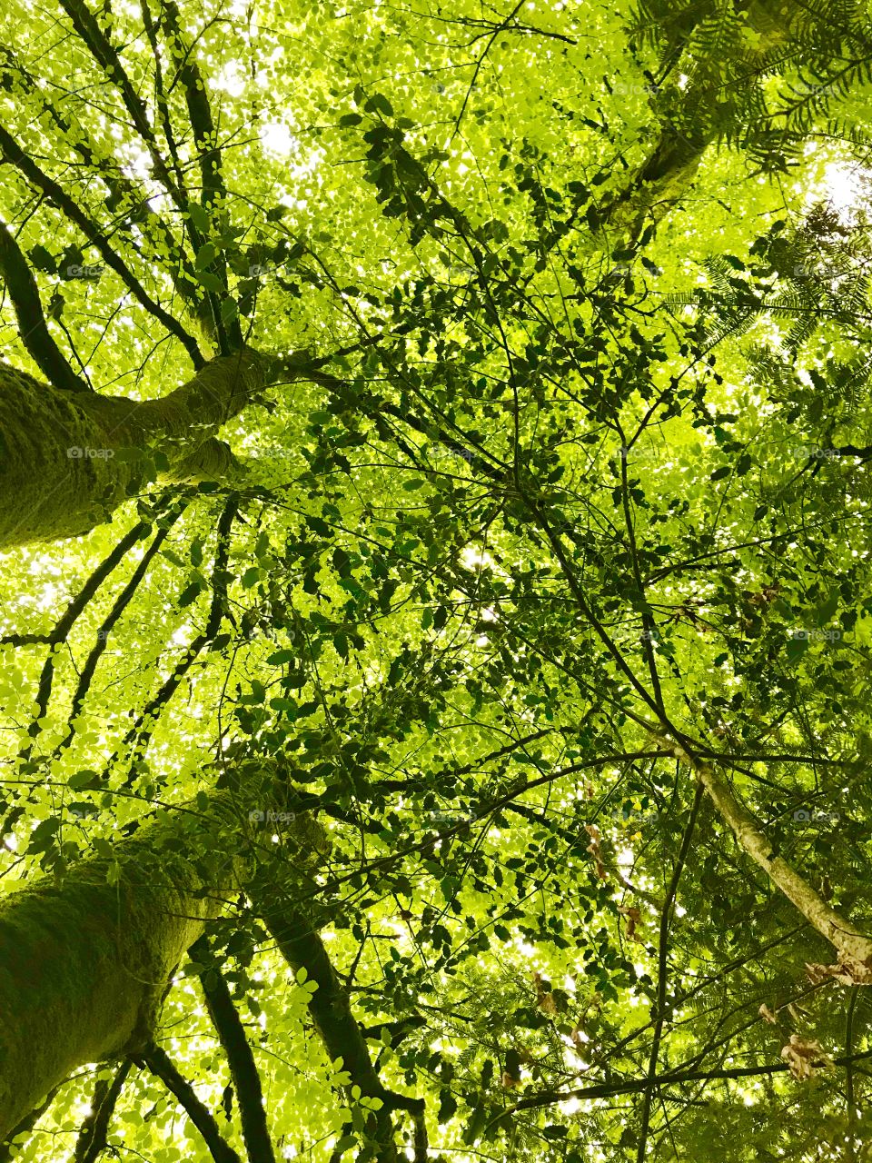 Tree canopy in Pembrokeshire Wales looking up at the leaves and listening to the waterfall in the welsh countryside near snowdonia 