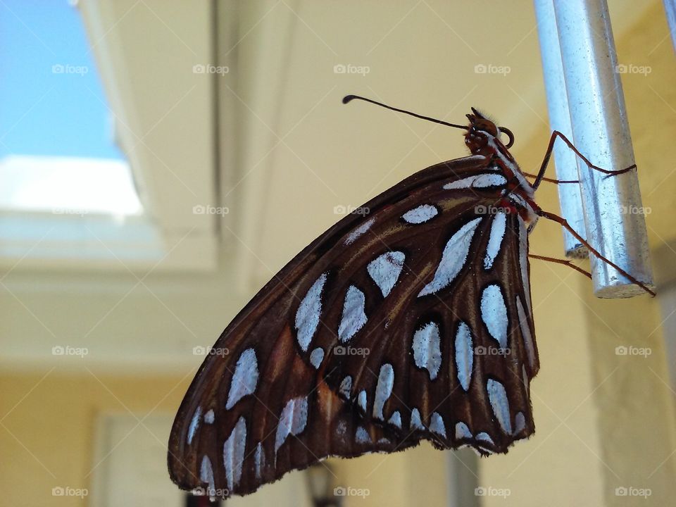 Gulf fritillary butterfly 2