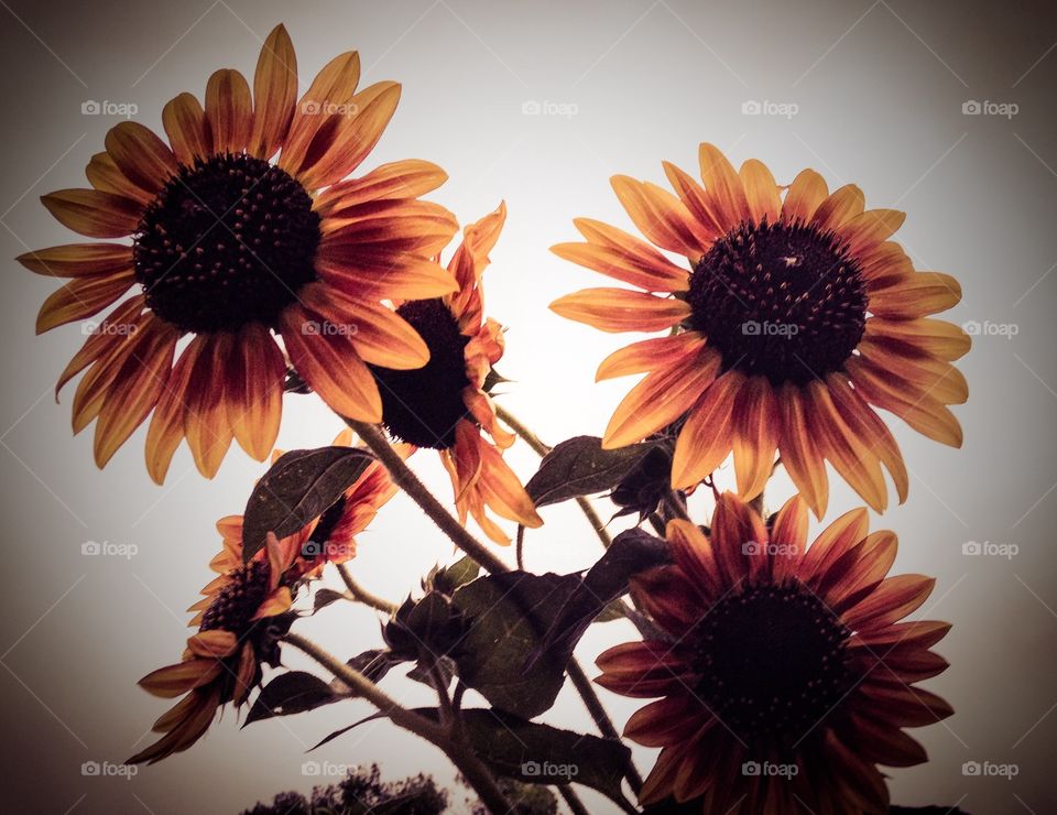 Sunflowers. Sunflowers 