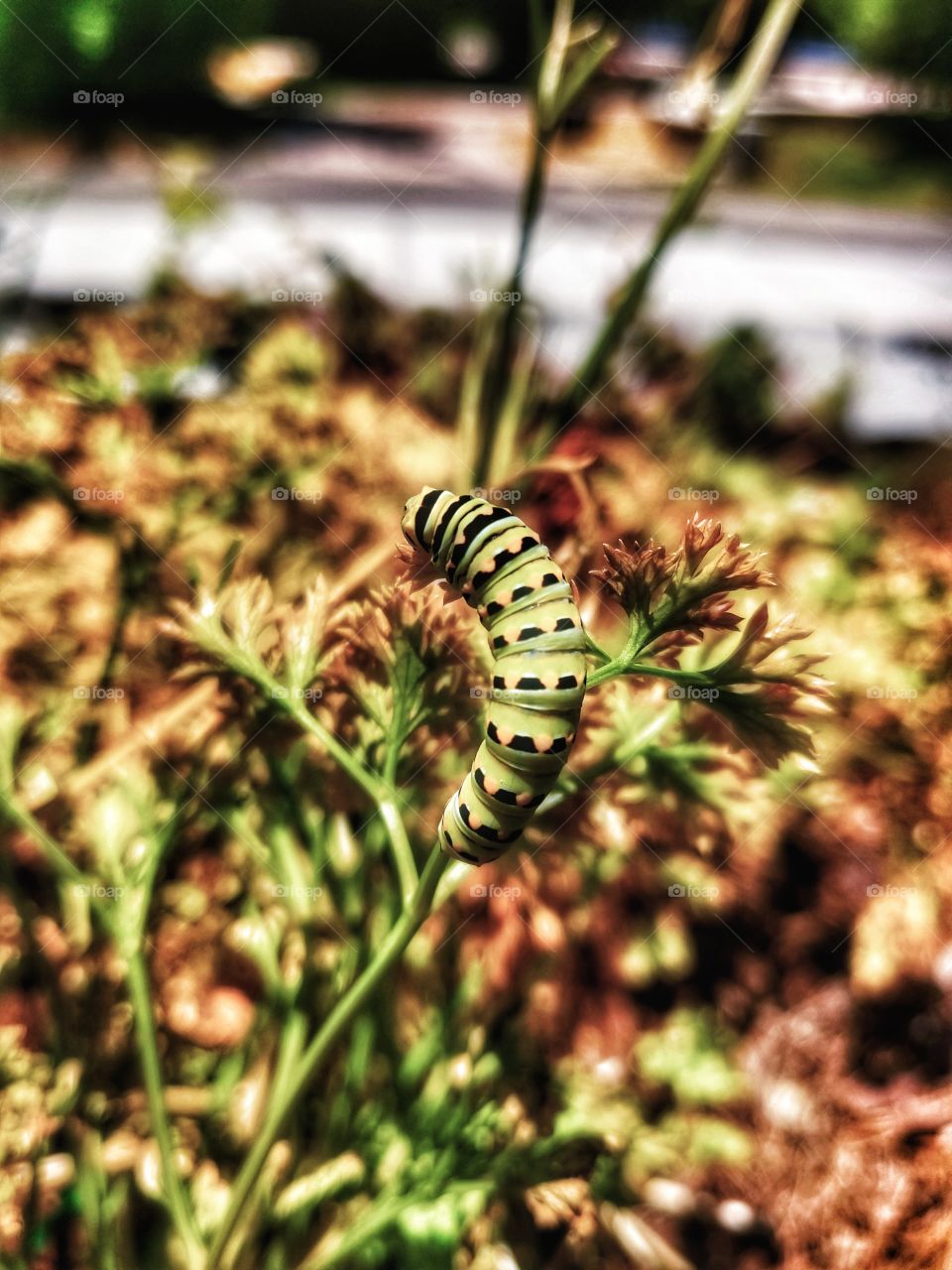 Black Swallowtail Caterpillar