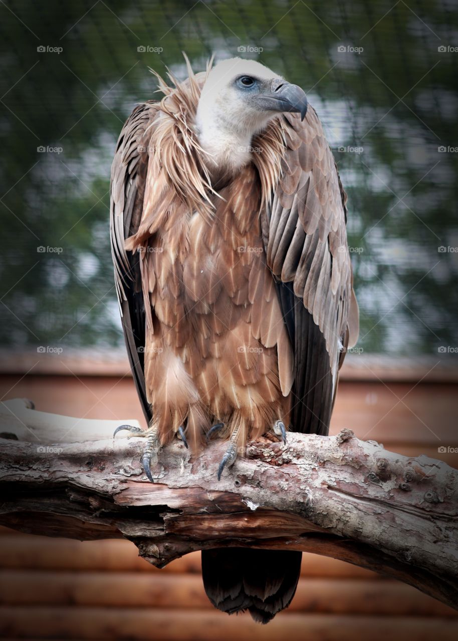 Animals, vultures, birds, beak, claws