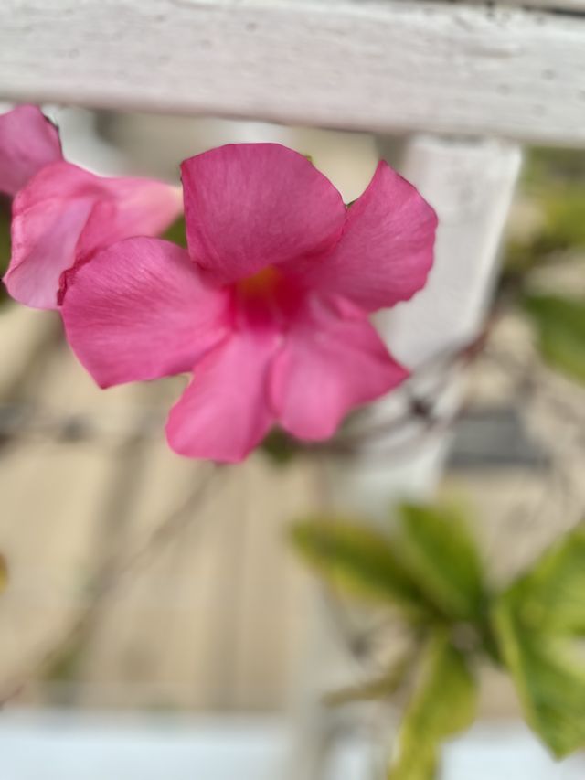 Beautiful flowers 