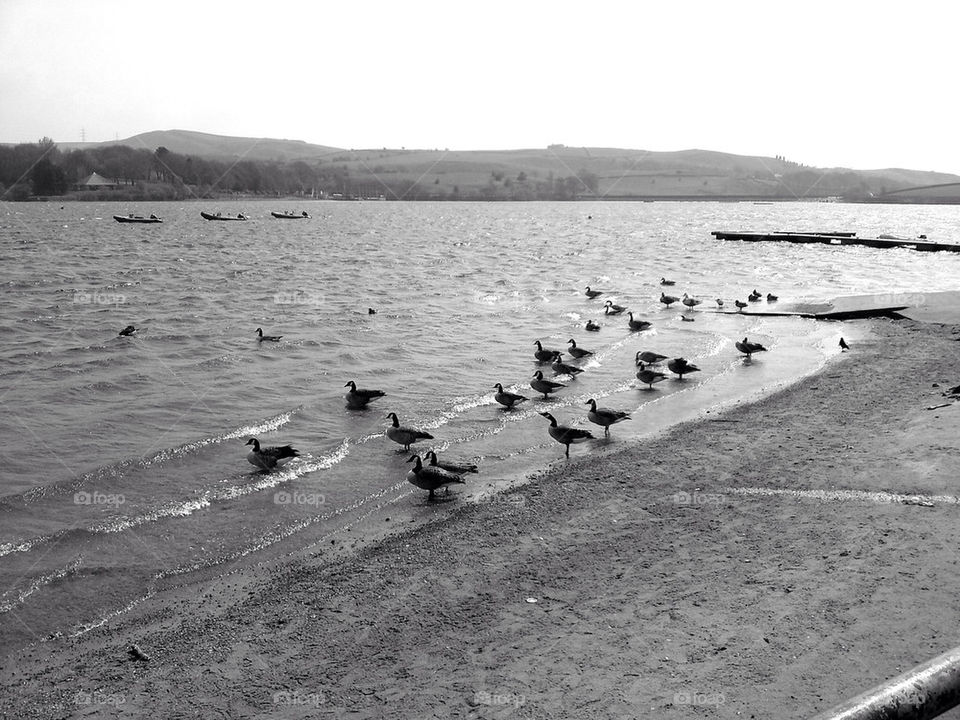 boats birds lake ducks by kmcw1405