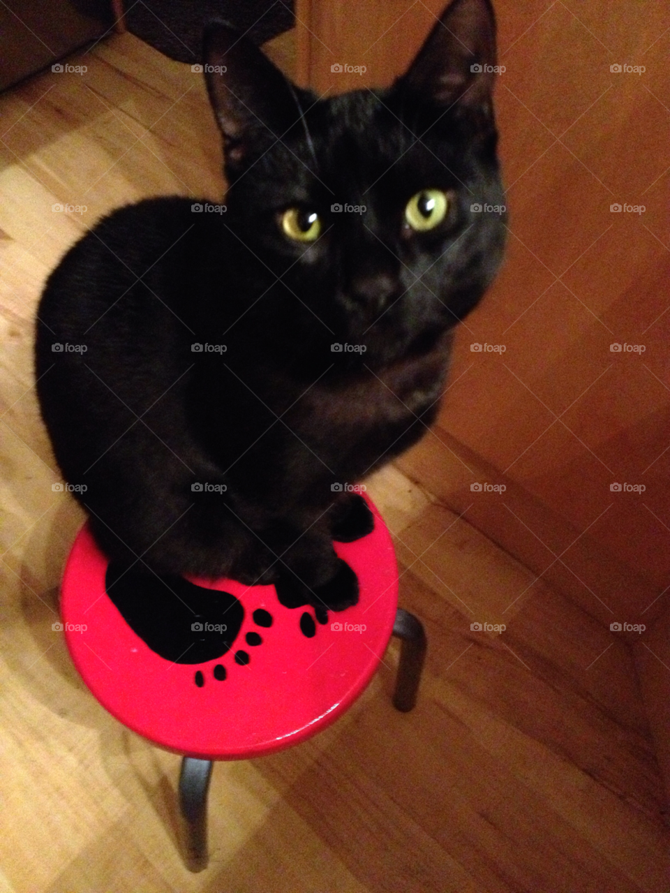 black cat katt eyes by elluca