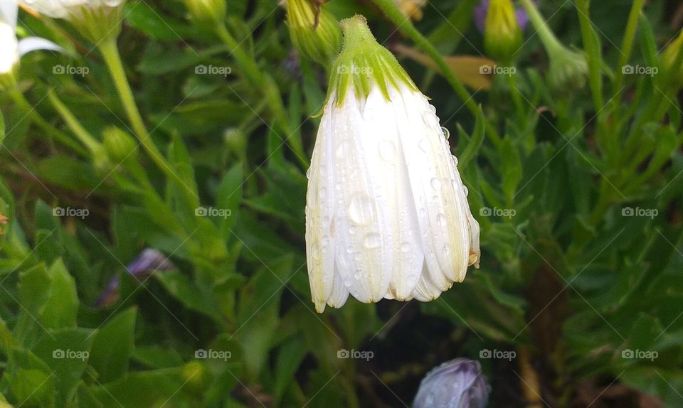 Flower#water#spring#nature#drops