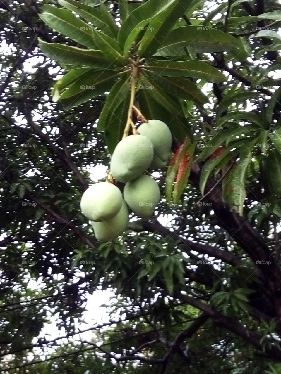 Fresh Green Mangoes Pic
