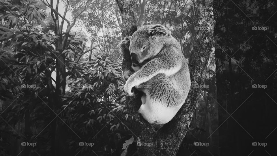 koala 🐨