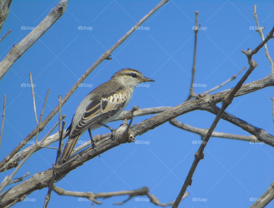 Pied triller . Juvenil of pied triller to an individue shown for kingfisher site . The bird one be right interaction awaitng the kingfisher's leaving the tree . And there's of right playing ground , with the good site of kingfisher with the fishes on