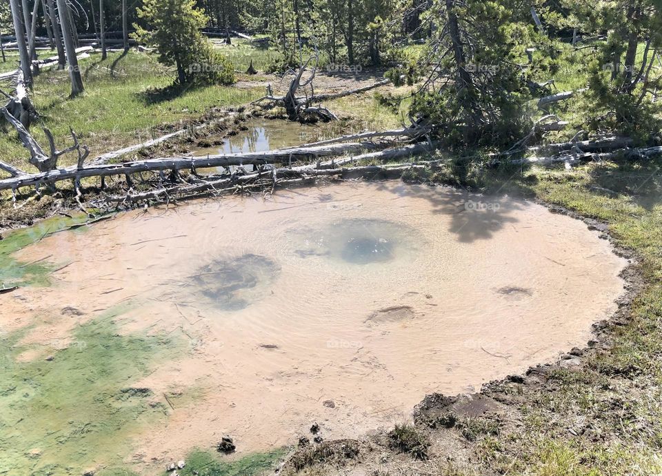 a green and muddy spring