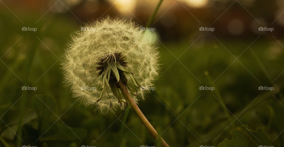 Close up of dandelion