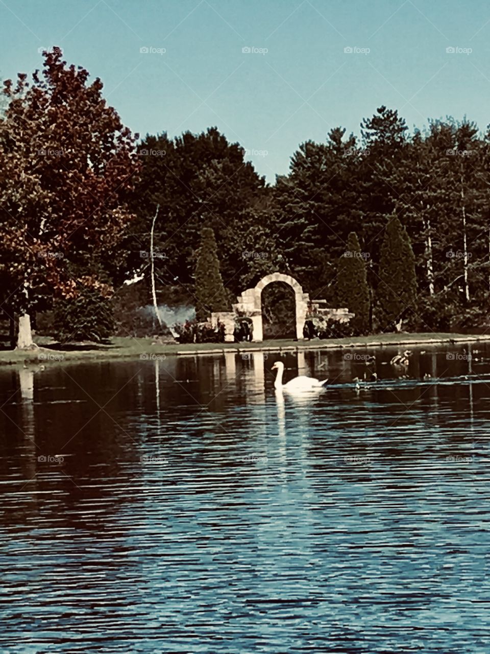 Swan in the pond