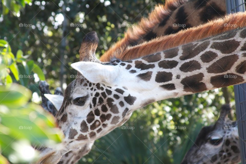 Hidden giraffe 